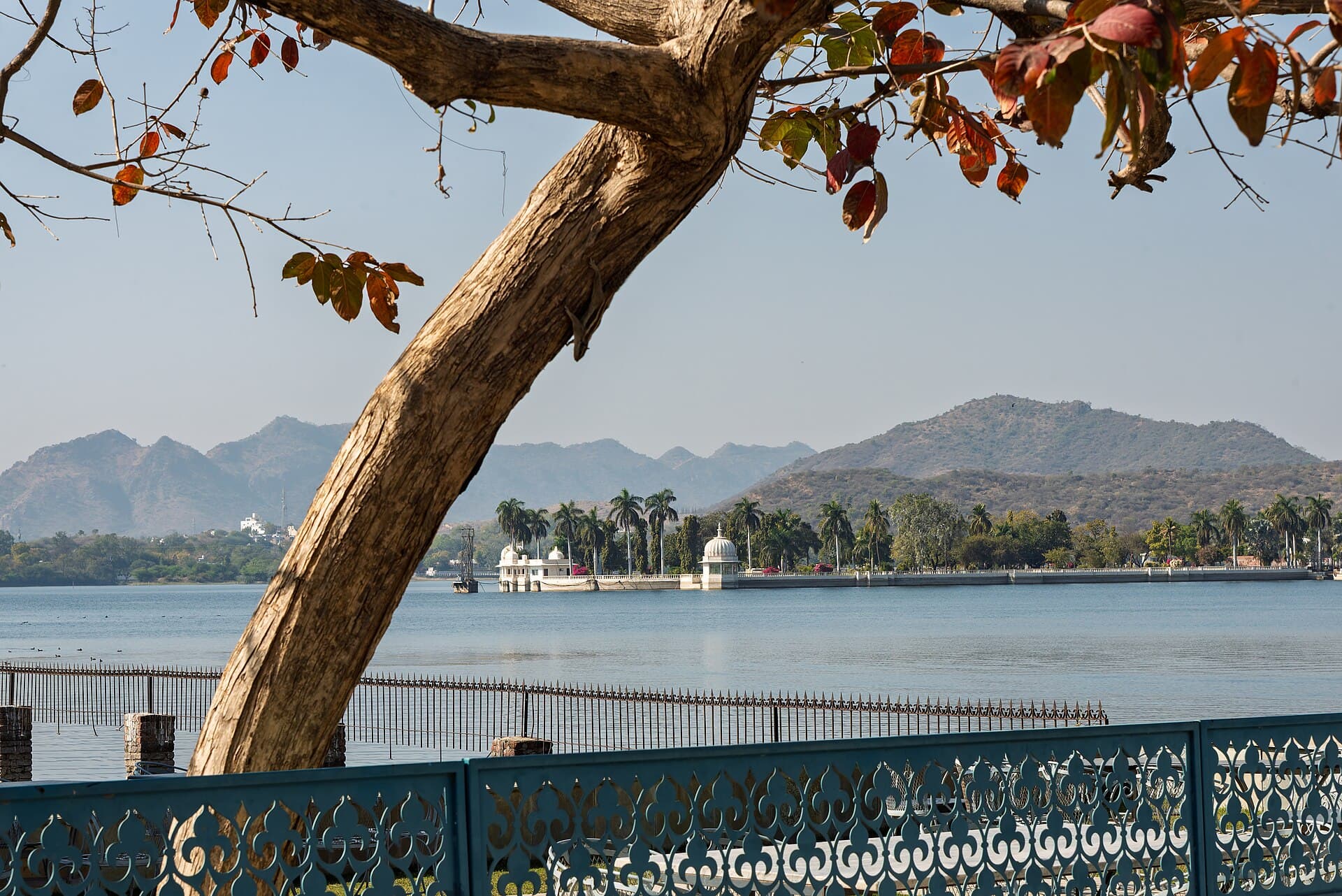 Fateh Sagar Lake framed by a tree, with the hills beyond